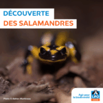 À la découverte des salamandres