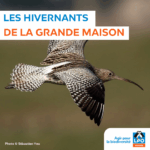 Les hivernants de la Grande Maison