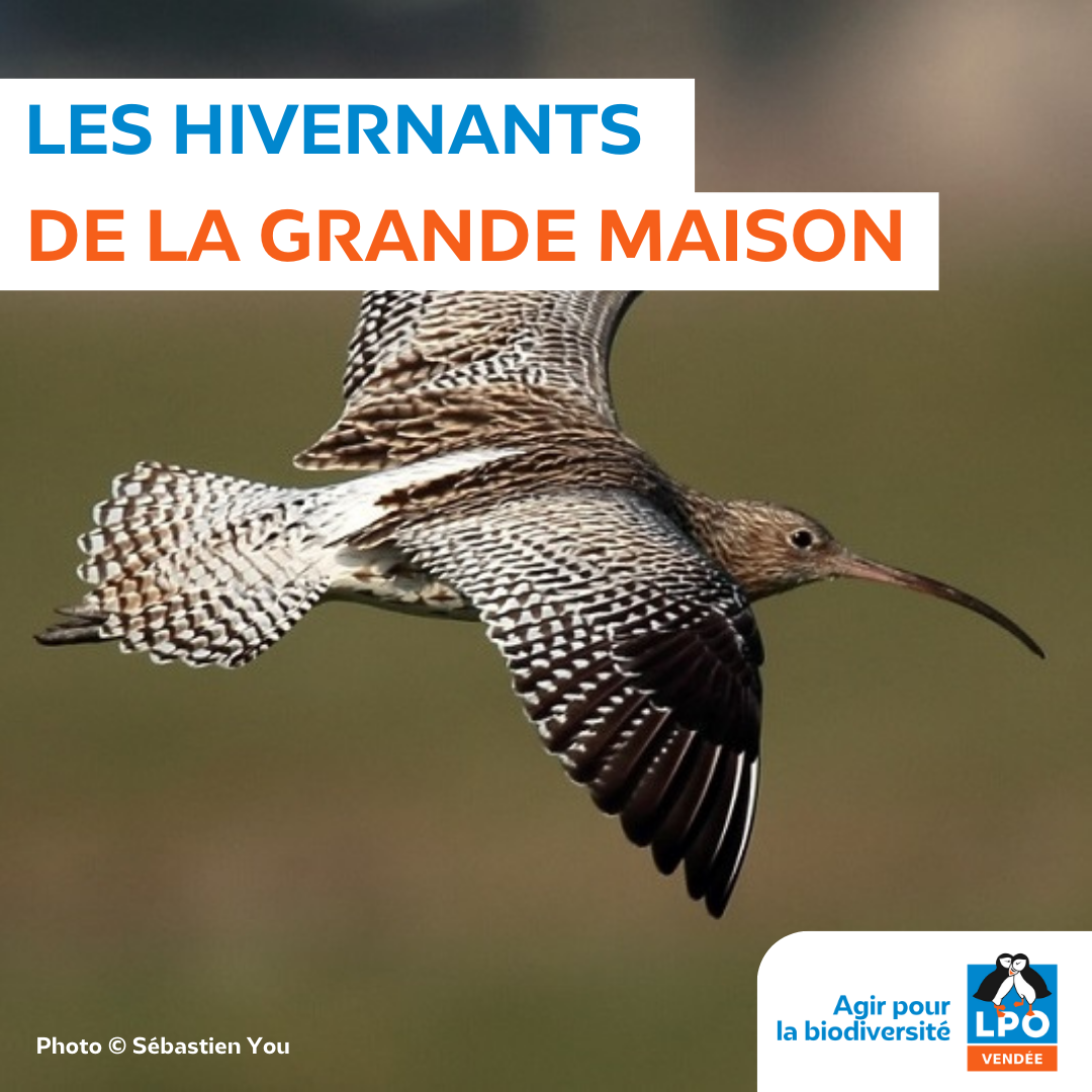 Les hivernants de la Grande Maison