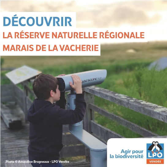 Dortoir des Pigeons colombins