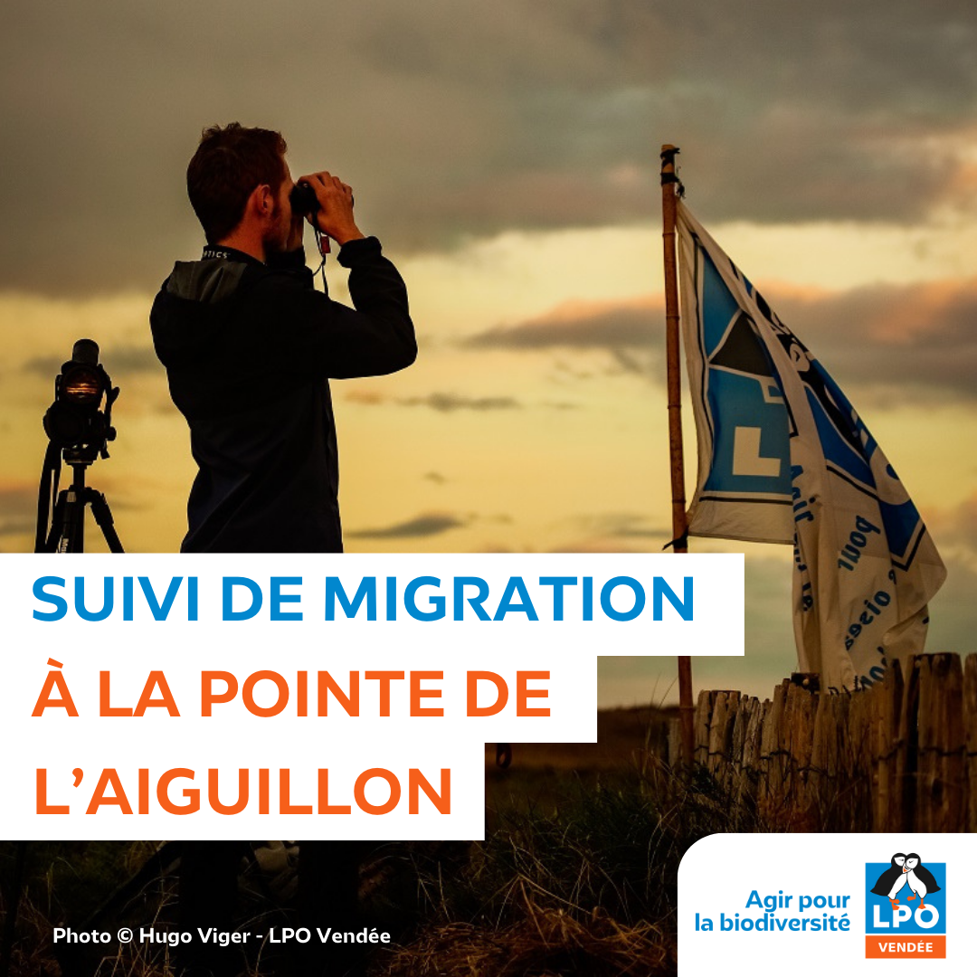 Oiseaux migrateurs - Point d'observation à La Pointe